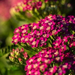 ACHILLEA MILLY ROCK `ROSE`