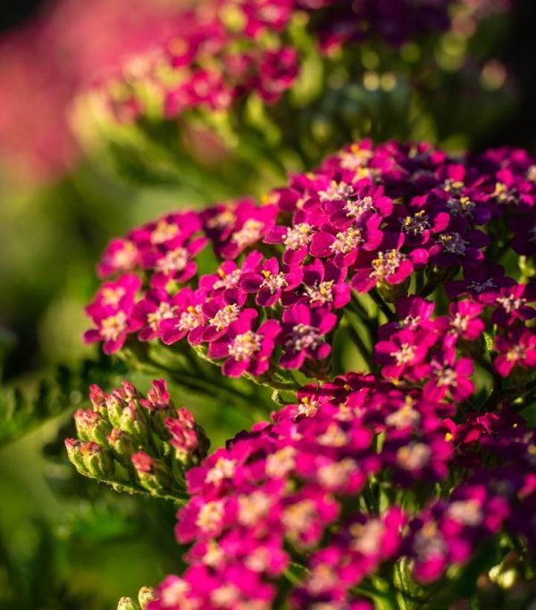 ACHILLEA MILLY ROCK `ROSE`