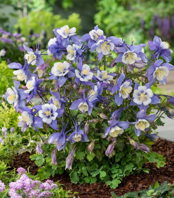 AQUILEGIA EARLYBIRD `BLUE WHITE`