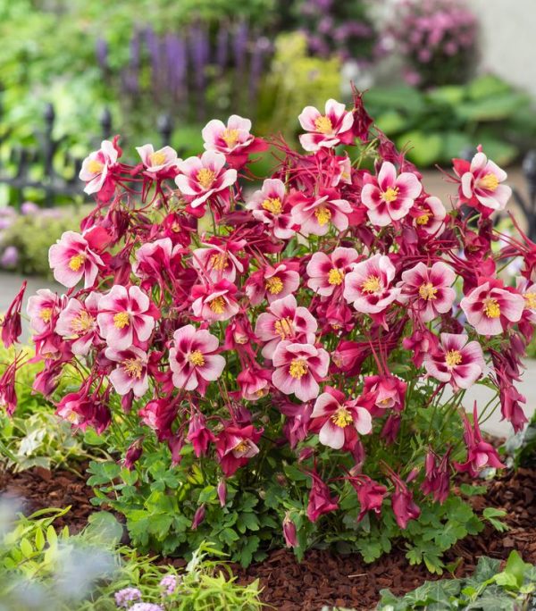 AQUILEGIA EARLYBIRD `RED WHITE`