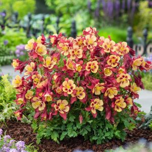 AQUILEGIA EARLYBIRD `RED YELLOW`