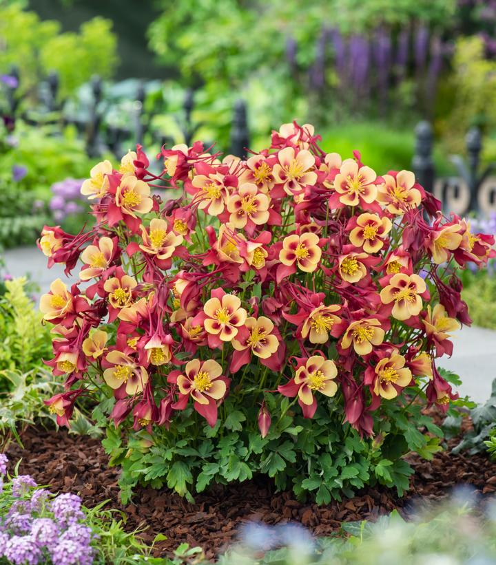 AQUILEGIA EARLYBIRD `RED YELLOW`