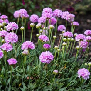 ARMERIA DREAMERIAr `SWEET DREAMS`