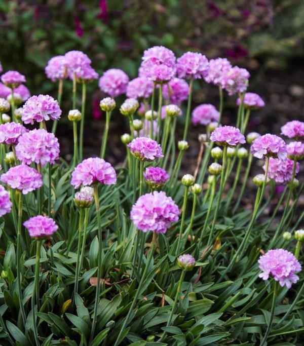 ARMERIA DREAMERIAr `SWEET DREAMS`
