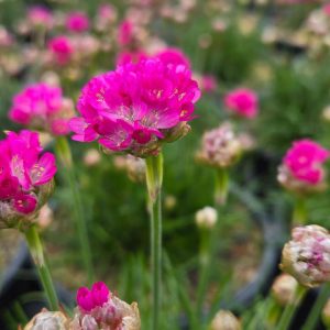 ARMERIA MARITIMA `MORNING STAR DEEP ROSE`