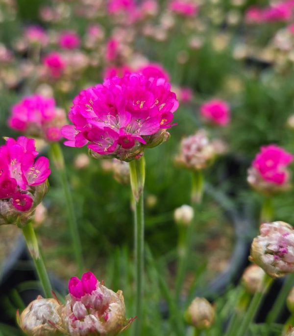 ARMERIA MARITIMA `MORNING STAR DEEP ROSE`