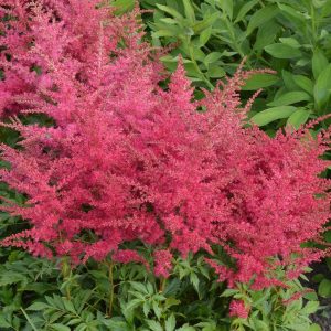 ASTILBE `YOUNIQUE RUBY RED`