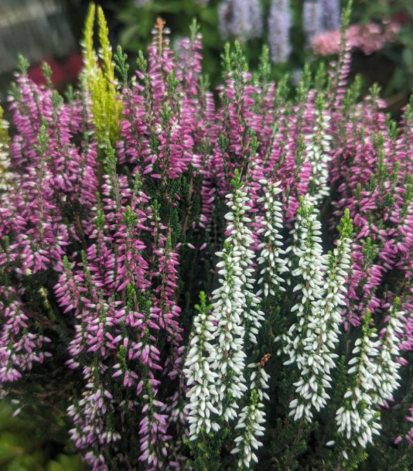CALLUNA VULGARIS BEAUTY LADIES `TRIO`
