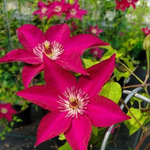 CLEMATIS `TEKLA` (MUST SLEEVE)