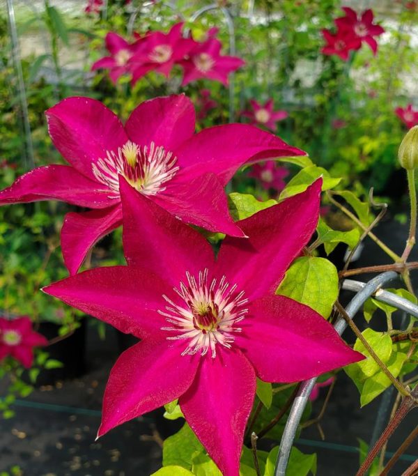 CLEMATIS `TEKLA` (MUST SLEEVE)
