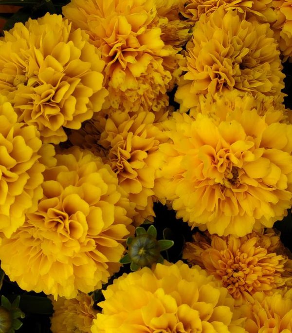 COREOPSIS SOLANNAT GOLDEN SPHERE