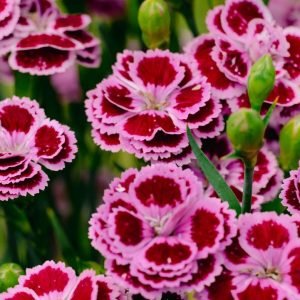 DIANTHUS DELILAHT BICOLOR PURPLE