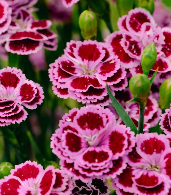 DIANTHUS DELILAHT BICOLOR PURPLE