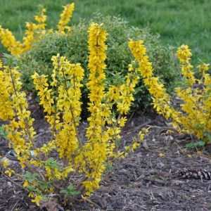 FORSYTHIA X MAGICAL `GOLD`