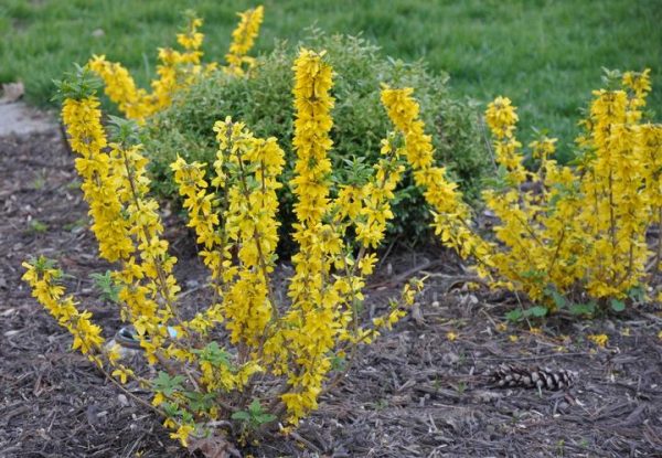 FORSYTHIA X MAGICAL `GOLD`