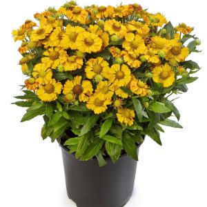 HELENIUM HAYDAY `GOLD BICOLOR`