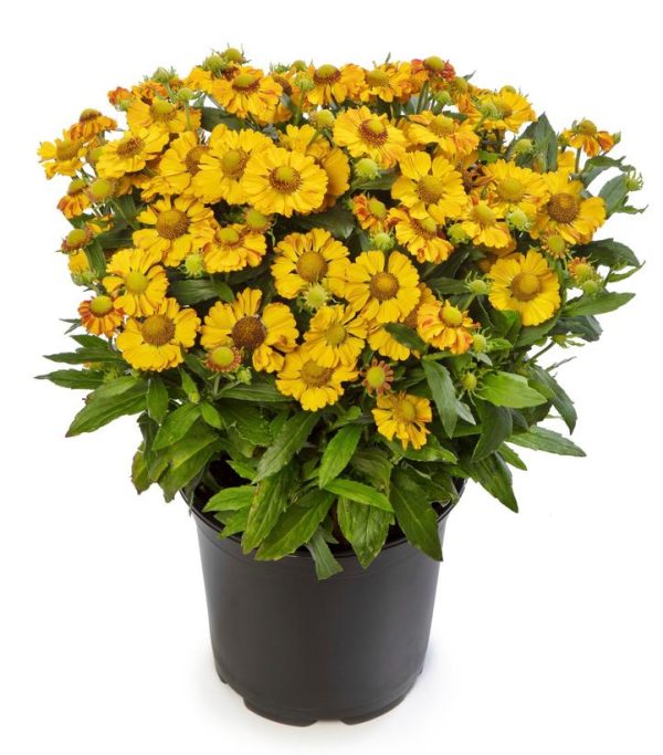 HELENIUM HAYDAY `GOLD BICOLOR`