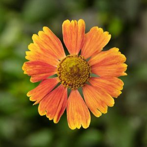 HELENIUM HAYDAY `RED`