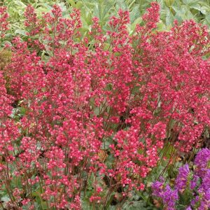 HEUCHERA CITY `PARIS`