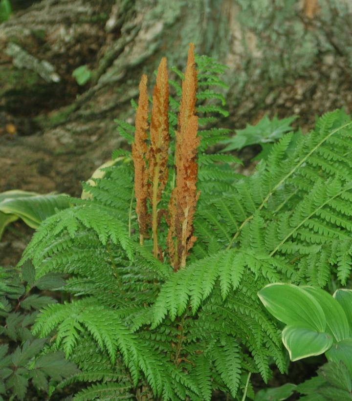OSMUNDA CINNAMOMEA/CINNAMON FERN