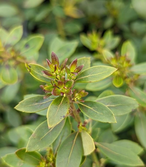 ILEX GLABRA `FOREVER EMERALD`