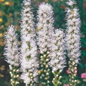 LIATRIS SPICATA `ALBA`