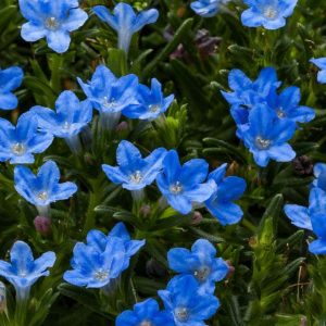 LITHODORA TIDEPOOL `SKY BLUE`
