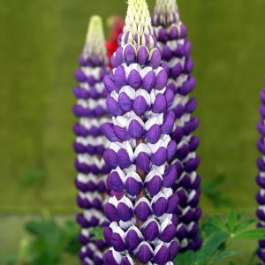 LUPINUS WESTCOUNTRYT `BLACKSMITH`