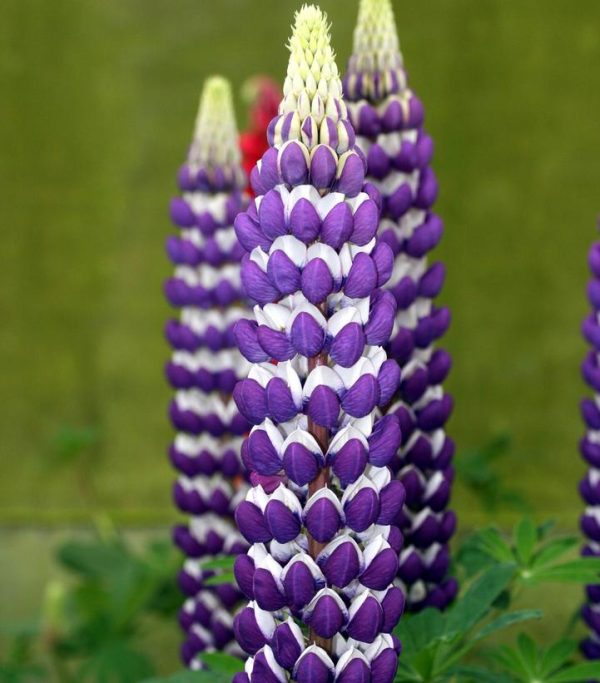 LUPINUS WESTCOUNTRYT `BLACKSMITH`