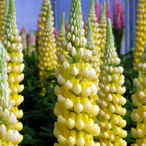 LUPINUS WESTCOUNTRYT `DESERT SUN`