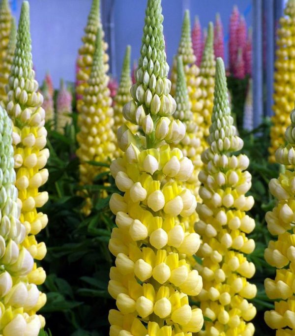 LUPINUS WESTCOUNTRYT `DESERT SUN`