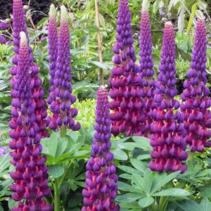 LUPINUS WESTCOUNTRYT `MASTERPIECE`