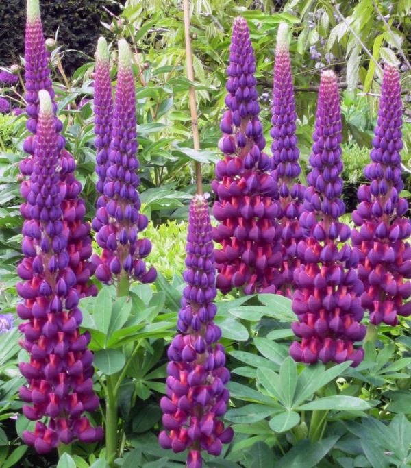 LUPINUS WESTCOUNTRYT `MASTERPIECE`