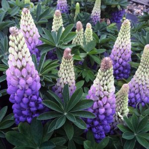 LUPINUS WESTCOUNTRYT `PERSIAN SLIPPER`