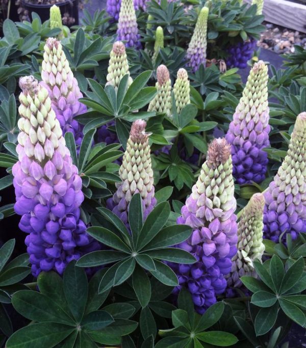 LUPINUS WESTCOUNTRYT `PERSIAN SLIPPER`