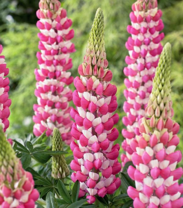 LUPINUS WESTCOUNTRYT `RACHEL DE THAME`