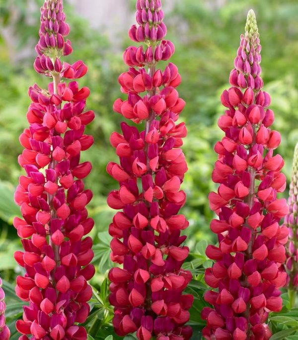 LUPINUS WESTCOUNTRYT `RED RUM`