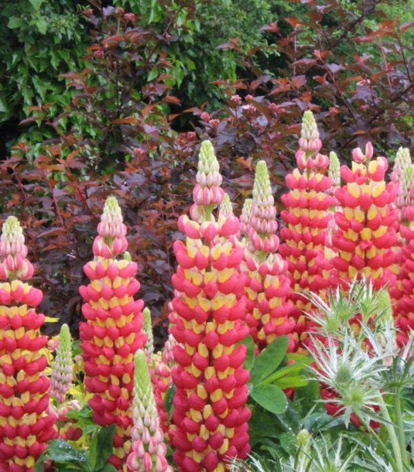 LUPINUS WESTCOUNTRYT `TEQUILA FLAME`