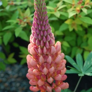LUPINUS WESTCOUNTRYT `TOWERING INFERNO`