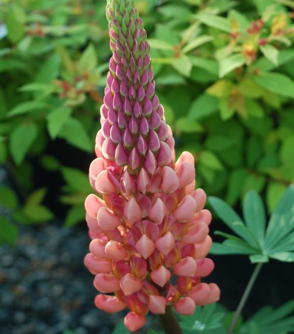 LUPINUS WESTCOUNTRYT `TOWERING INFERNO`