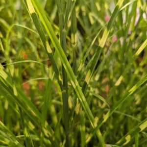 MISCANTHUS SINENSIS `HIGH FREQUENCY`