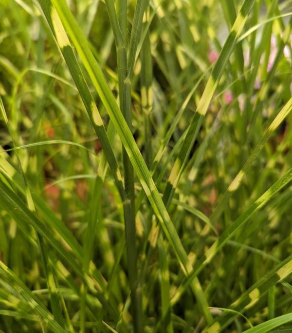 MISCANTHUS SINENSIS `HIGH FREQUENCY`