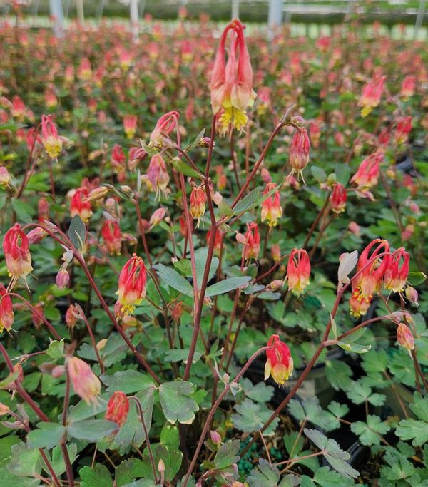 AQUILEGIA CANADENSIS `LITTLE LANTERNS`