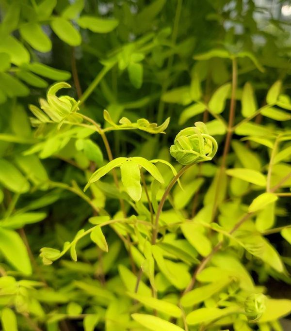 OSMUNDA REGALIS/ROYAL FERN