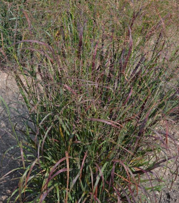 PANICUM VIRGATUM `RED FLAME`