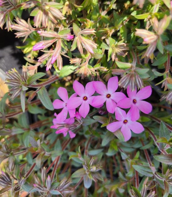 PHLOX X WOODLANDER `PINK`