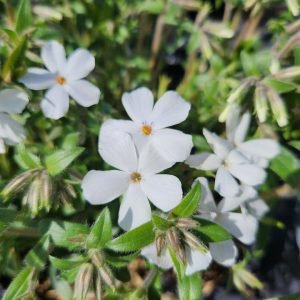 PHLOX X WOODLANDER `WHITE`