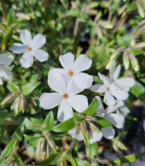 PHLOX X WOODLANDER `WHITE`