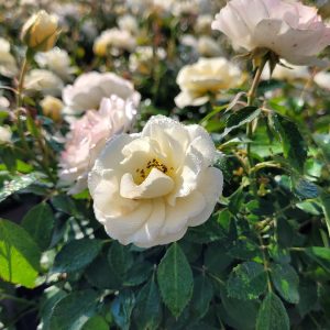 ROSA `DRIFT BUTTERCREAM`
