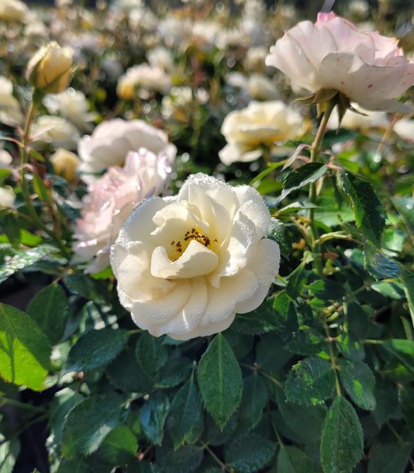 ROSA `DRIFT BUTTERCREAM`